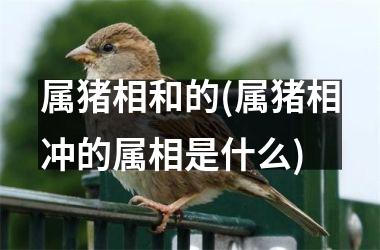 属猪相和的(属猪相冲的属相是什么)