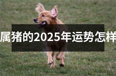 属猪的2025年运势怎样