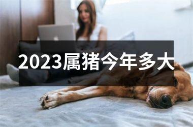 2025属猪今年多大