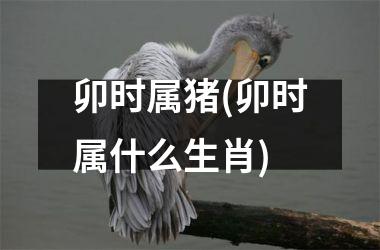 卯时属猪(卯时属什么生肖)