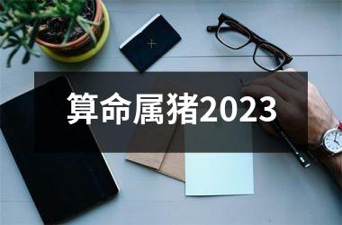 算命属猪2025