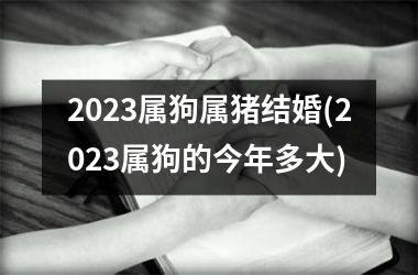 2025属狗属猪结婚(2025属狗的今年多大)