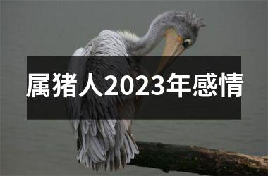 属猪人2025年感情