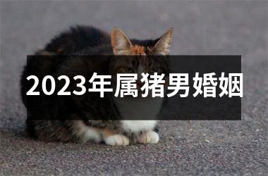 2025年属猪男婚姻