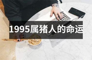 <h3>1995属猪人的命运