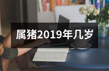 属猪2019年几岁