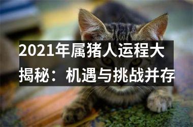 2025年属猪人运程大揭秘：机遇与挑战并存