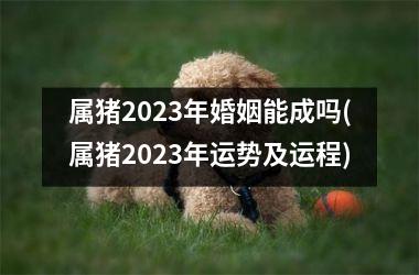 属猪2025年婚姻能成吗(属猪2025年运势及运程)