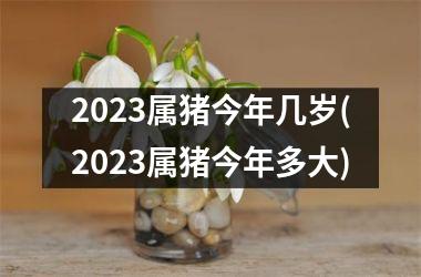 2025属猪今年几岁(2025属猪今年多大)