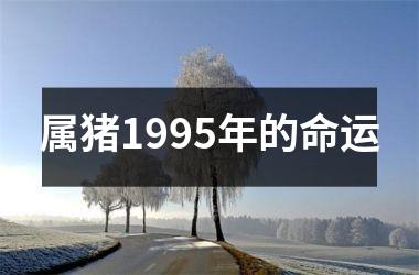 <h3>属猪1995年的命运