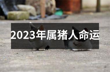 2025年属猪人命运