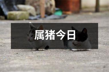 属猪今日