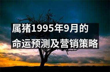 属猪1995年9月的命运预测及营销策略