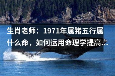 生肖老师：1971年属猪五行属什么命，如何运用命理学提高事业和人际关系