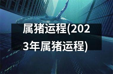 属猪运程(2025年属猪运程)