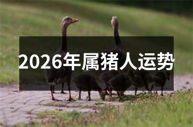 <h3>2026年属猪人运势