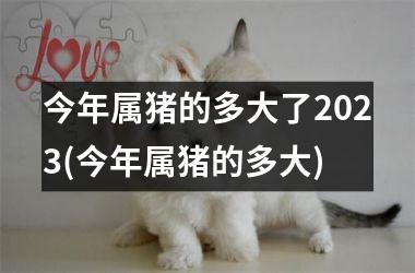 今年属猪的多大了2025(今年属猪的多大)