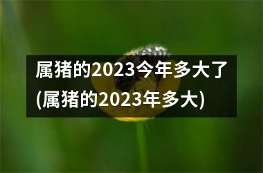 <h3>属猪的2025今年多大了(属猪的2025年多大)