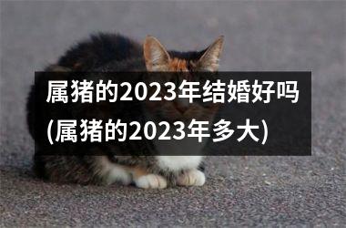 属猪的2025年结婚好吗(属猪的2025年多大)