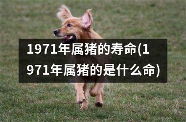 <h3>1971年属猪的寿命(1971年属猪的是什么命)