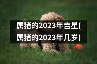 属猪的2025年吉星(属猪的2025年几岁)