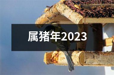 属猪年2025