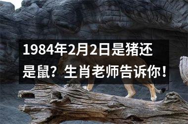 1984年2月2日是猪还是鼠？生肖老师告诉你！