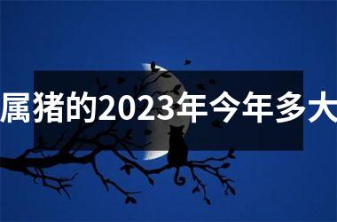 属猪的2025年今年多大