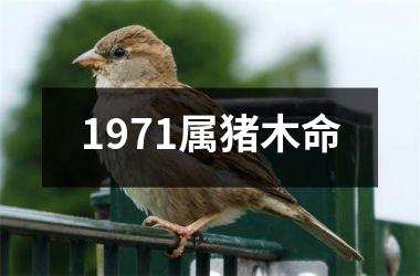 1971属猪木命