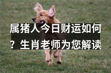 属猪人今日财运如何？生肖老师为您解读