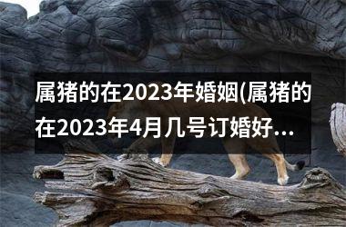 属猪的在2025年婚姻(属猪的在2025年4月几号订婚好)