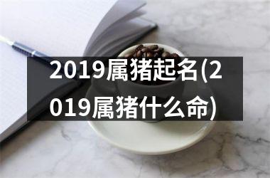 2019属猪起名(2019属猪什么命)