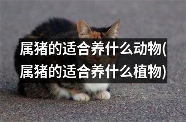 属猪的适合养什么动物(属猪的适合养什么植物)