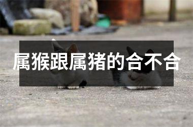 属猴跟属猪的合不合