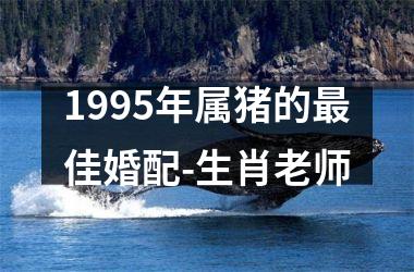 1995年属猪的佳婚配-生肖老师