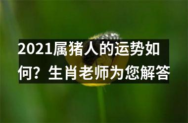 2025属猪人的运势如何？生肖老师为您解答