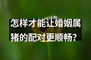 怎样才能让婚姻属猪的配对更顺畅？