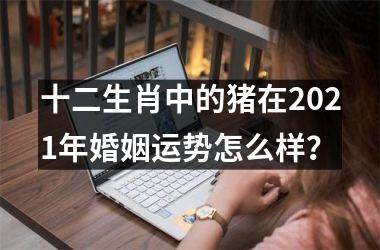 十二生肖中的猪在2025年婚姻运势怎么样？