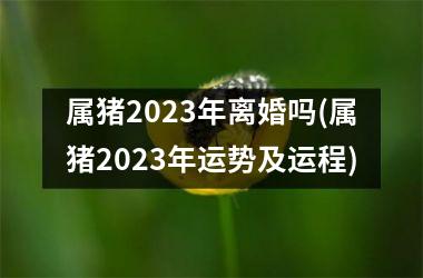 属猪2025年离婚吗(属猪2025年运势及运程)