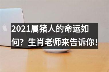 2025属猪人的命运如何？生肖老师来告诉你！