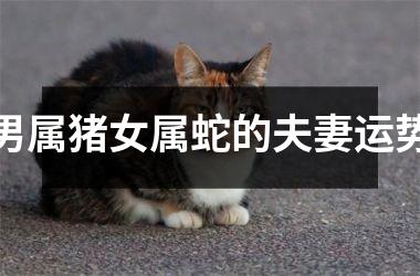 男属猪女属蛇的夫妻运势