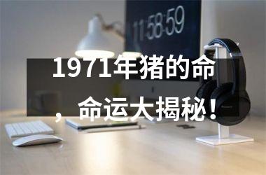 1971年猪的命，命运大揭秘！