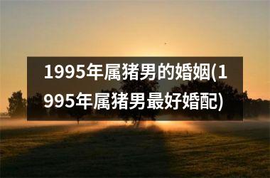 1995年属猪男的婚姻(1995年属猪男好婚配)