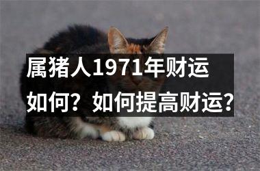 属猪人1971年财运如何？如何提高财运？