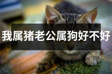 <h3>我属猪老公属狗好不好