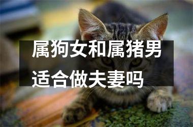 属狗女和属猪男适合做夫妻吗