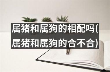 <h3>属猪和属狗的相配吗(属猪和属狗的合不合)