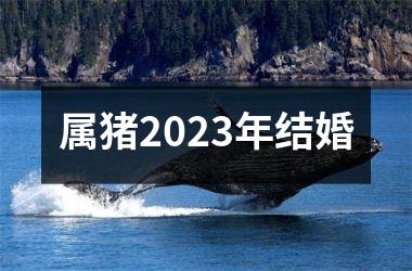 属猪2025年结婚