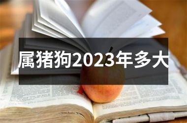 <h3>属猪狗2025年多大