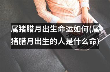 属猪腊月出生命运如何(属猪腊月出生的人是什么命)